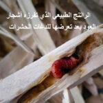 خشب العود الطبيعي النقي عالي الزيت - كهف الحشرات - Image 2