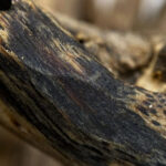 خشب العود الطبيعي النقي عالي الزيت - كهف الحشرات - Image 3