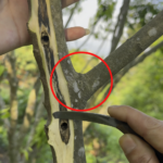 خشب العود الطبيعي النقي - أعلى درجة (Copy) - Image 2