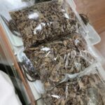 العود الصيني : تشينان  -  يحتوي على كمية كبيرة من زيت الأود الطبيعي - Image 6