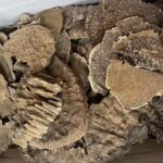 Classic wooden chair (Copy) 5